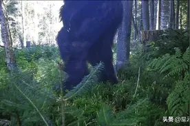 追踪相机拍摄到了隐藏在森林中的未知猿类生物图片