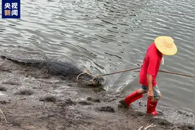 广东茂名一养殖场因内涝致部分鳄鱼出逃，已捕获36条，注意：不要靠近邻近水域图片