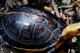 养龟诅咒——硝化细菌，请正确理解和使用图片