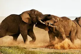 5头公象竟聚众斗殴！是为了抢媳妇？求偶失败的大象会糟蹋犀牛？图片