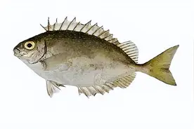 泥猛鱼：别笑我有体臭，小心我刺你图片