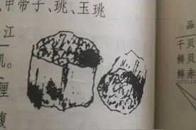 软体黄金——干贝图片