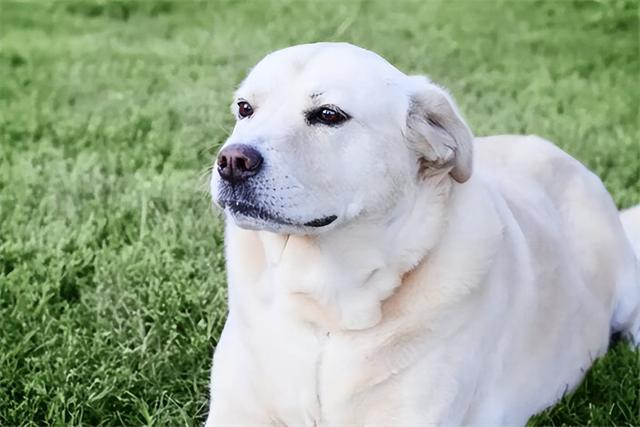 拉布拉多犬多少钱一只（拉布拉多幼犬价格多少钱一只1000元左右正规地方购买）