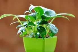 当你学会了“不在乎”，你就赢了图片