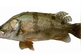 臭鳜鱼~也说说图片