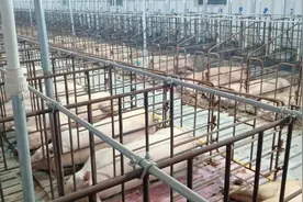 猪场上班待遇怎么样，有电子厂好吗？图片