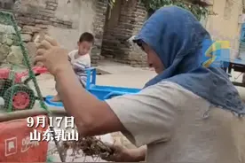 四岁萌娃开玩具拖拉机帮姥爷收花生 网友：自己的车 干活就是卖力图片