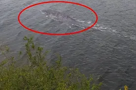 新疆喀纳斯湖再现不明水生物，游客清晰拍到硕大背脊，到底是什么图片