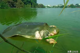 我国仅有1只的斑鳖，到底有多罕见，为何会在太湖绝迹50年？图片