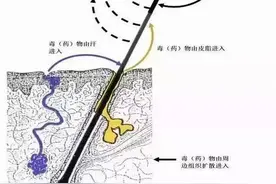 “毛发检测”黑科技：一根头发就能验毒？图片