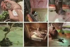 手续不全，西宁一家室内动物园被叫停图片