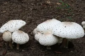 采回毒蘑菇炒菜吃，姐妹俩又吐又拉进医院……医生提醒！图片