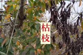 大樱桃树出现枯枝、死棵，3个原因、3步方法、2个技巧，针对防治图片