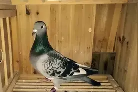 赛鸽常见病大全图片