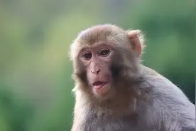 09年重庆男子捡到猕猴放生，猴子为报恩，长途跋涉来找“恩人”图片