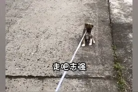 小土狗被牵去遛弯，女子一喊“名字”网友都无语了：有被冒犯到呀图片
