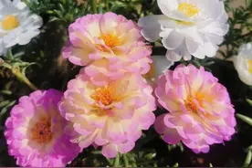 一款堪称完美的太阳花，颜值高、爱开花，皮实好养，夏天养正合适图片