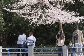 郑州花语播报②|“质朴纯洁的爱情之花”樱花及郁金香……图片