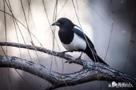 中国人最喜欢的报喜鸟图片