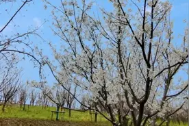 春暖花开！滨江森林公园的樱花上线啦图片