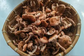 入秋后，看见这个蘑菇别手软，纯天然野生，买些晒起来，炖鸡真香图片