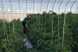 一个番茄整枝小技巧，农户学会了，果实膨大快，产量高图片