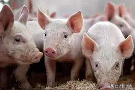 @养猪大户 春季生猪生产技术要点在这里图片