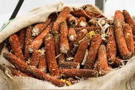 玉米芯喂羊的危害有哪些？了解这3点，养羊不再盲目图片