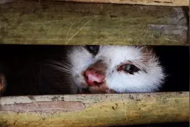 猫肉有那么好吃吗？为何越南十二生肖里有猫，却依然还要吃猫？图片