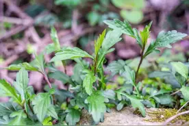 广东人常吃的这20种野菜，鲜嫩又美味，快来看看你都吃过哪些？图片