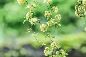 我说过你想要的，我都会给你图片