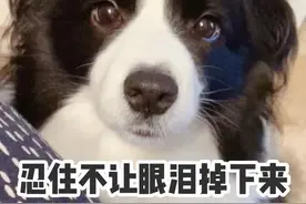 智商第一的边牧犬，为何养了这辈子再也不想养了？图片