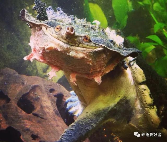 养龟这六大禁忌，无论什么时候都不会过时