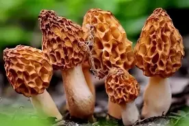 羊肚菌的9道做法，老人小孩健脾胃，很多人都不知道图片