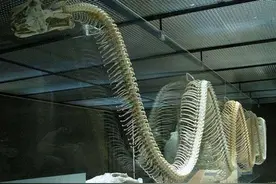 蛇最长能活多久，500年大蛇真能化蛟吗？“长江走蛟”是咋回事？图片