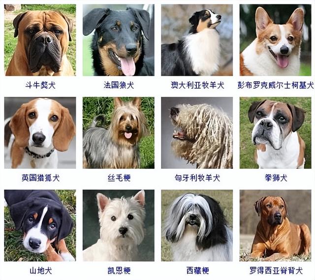 狗狗品种大全(带图片)，各位铲屎君快来对比收藏一下!