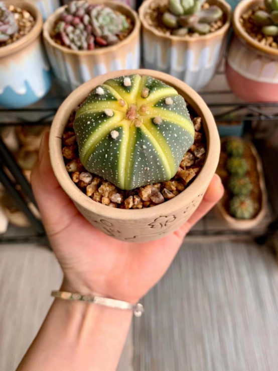 又菜又爱养多肉的主人,养多肉是一种修身养性的过程!