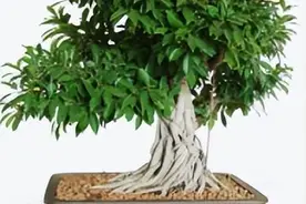 榕树的特点、生长环境、养殖技巧、注意问题图片