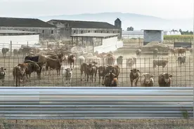 牛脱毛的原因及其应对方法，养牛户一定要重视图片