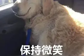 沙雕狗狗表情包图片