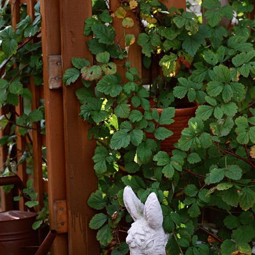 花草风景头像大全图片真实,微笑拥抱每一天