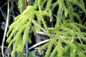 1种肺筋草，有“草中黄金”的美誉，以往农民抢着挖，如今也珍贵图片