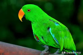2025年第二批开放鹦鹉名单预测：这四种鹦鹉有望转正！图片