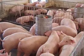 养100头猪需要多少平方米？猪舍怎么建最好？新手养猪人必看图片