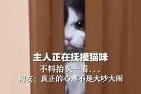 主人正在抚摸猫咪 不料抬头一看……网友:真正的心寒不是大吵大闹图片