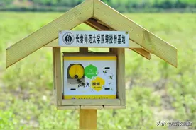 蜂类家族中有群“劳动模范”，有了它们授粉收成好！图片