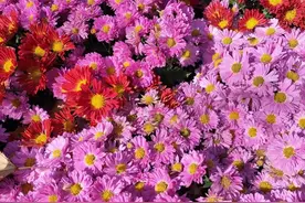 与老外交流的一些趣事图片