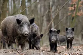 猪的战斗力很弱，为什么至今没灭绝？其实它的祖先很可怕图片