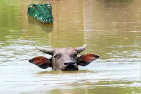 水兽拖走猪狗羊，还吃了头大水牛，师父：用上古神器古拉钩对付它图片