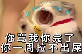实用猫咪表情包｜你骂我，你完了你一周拉不出屎图片